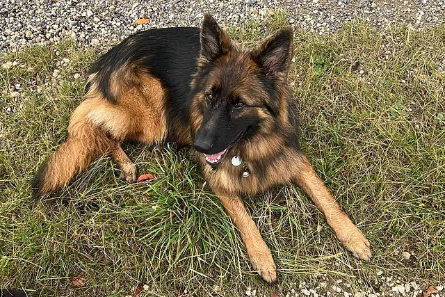 Blindenführhund von Frau Damm
