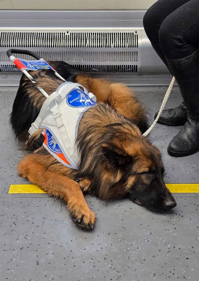Unterwegs in der Bahn mit Blindenführhund in weißem Führgeschirr
