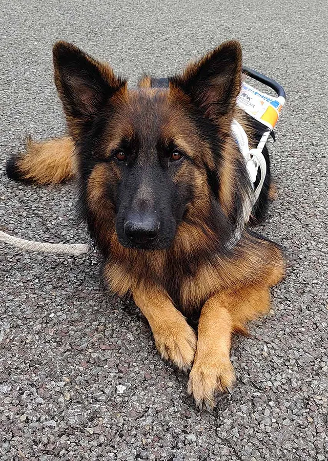 Draußen unterwegs mit Blindenführhund 