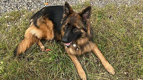 Blindenführhund von Frau Damm liegt auf einer Wiese