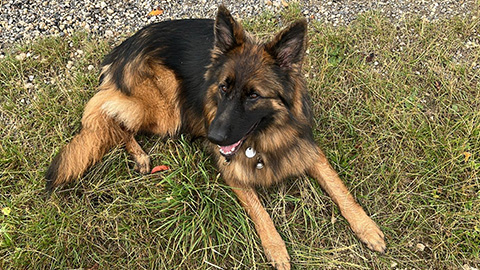 Blindenführhund von Frau Damm liegt auf einer Wiese
