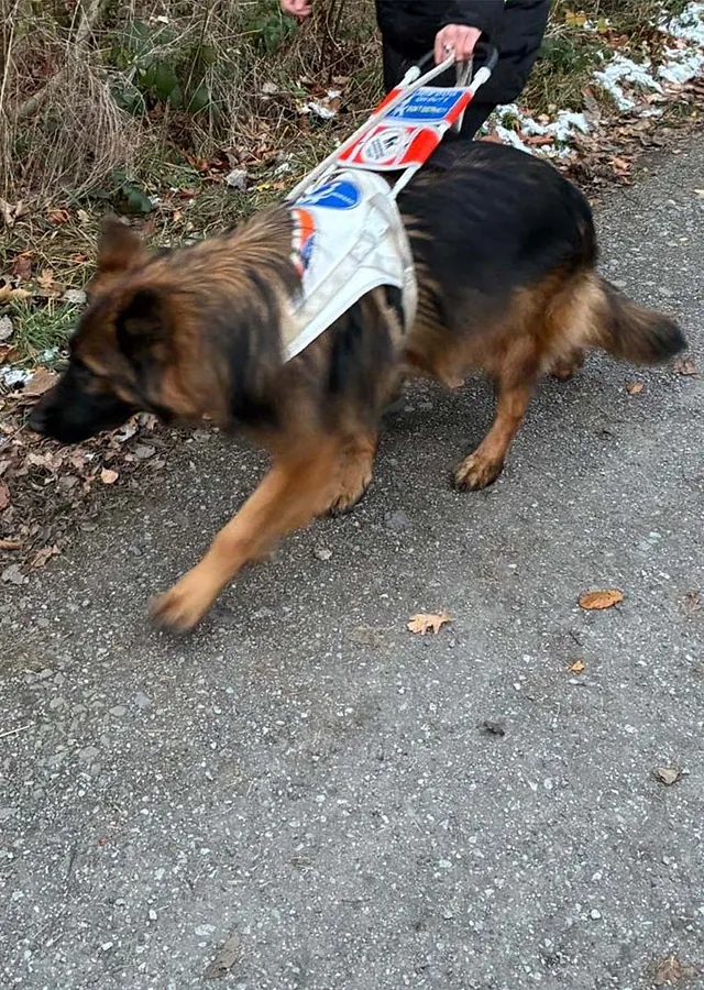 Spaziergang mit Blindenführhund in weißem Führgeschirr
