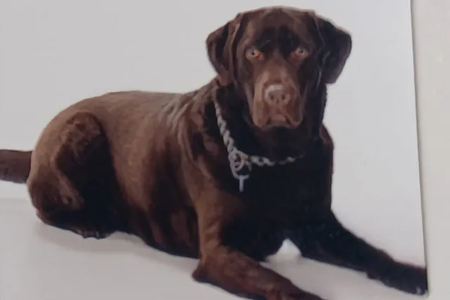Blindenführhund von Frau Freund