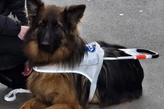 Blindenführhund in weißem Führgeschirr